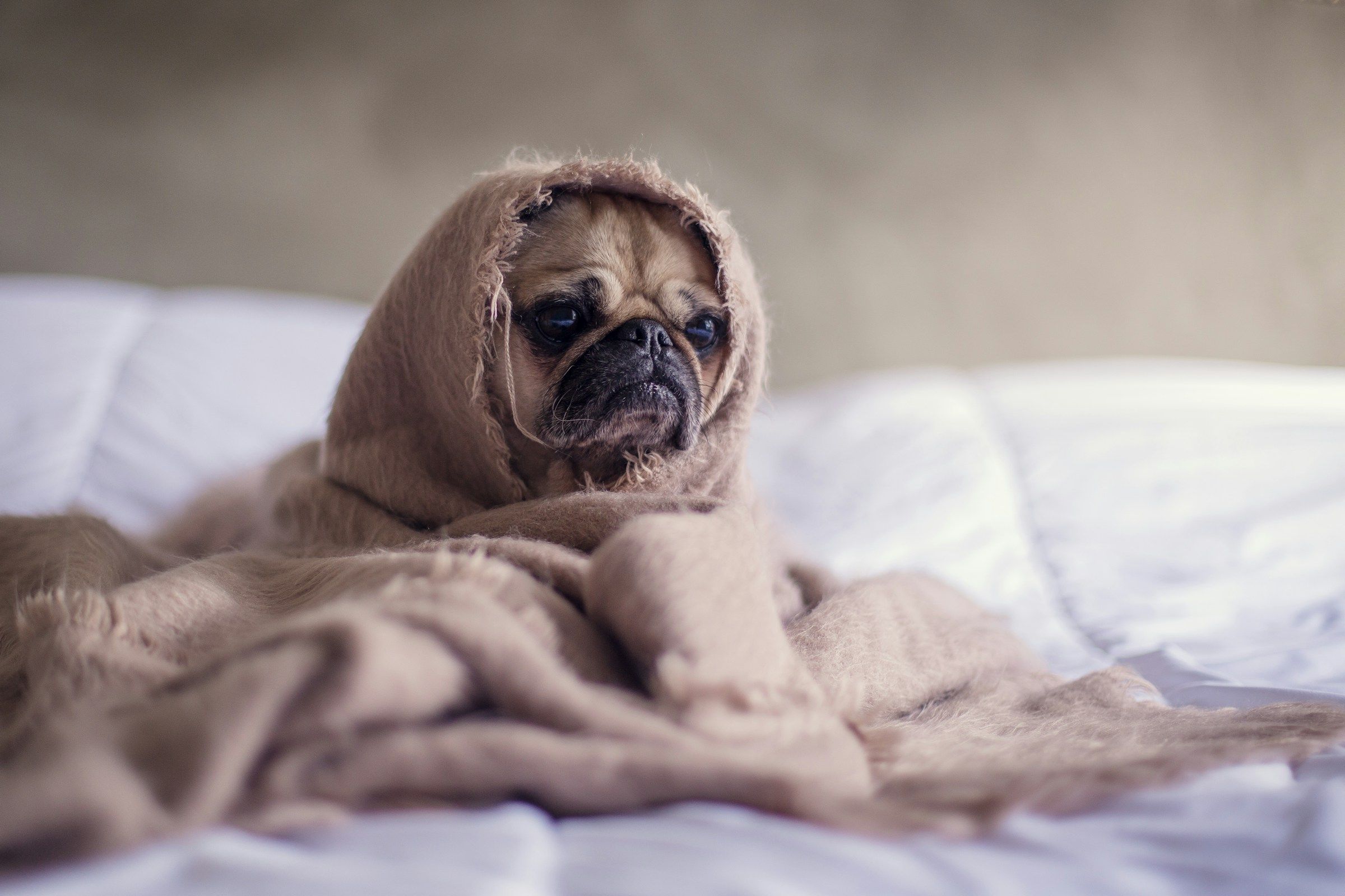 Should You Implement Duvet Days? Your Questions Answered